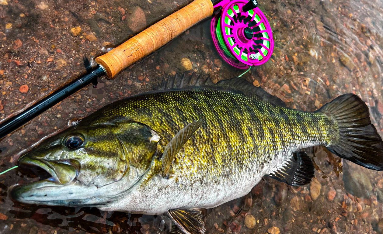 Smallmouth bass on the fly