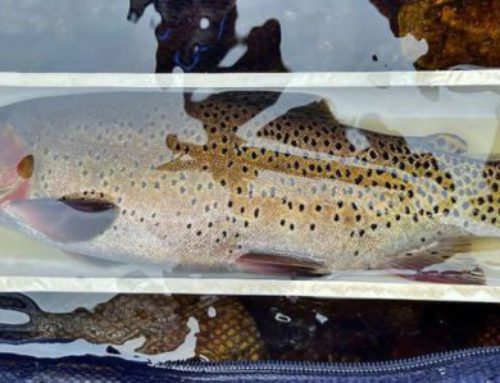 Colorado’s State Fish Swims Back From Brink of Extinction